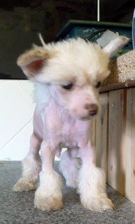 Doucai's Ready And Waiting