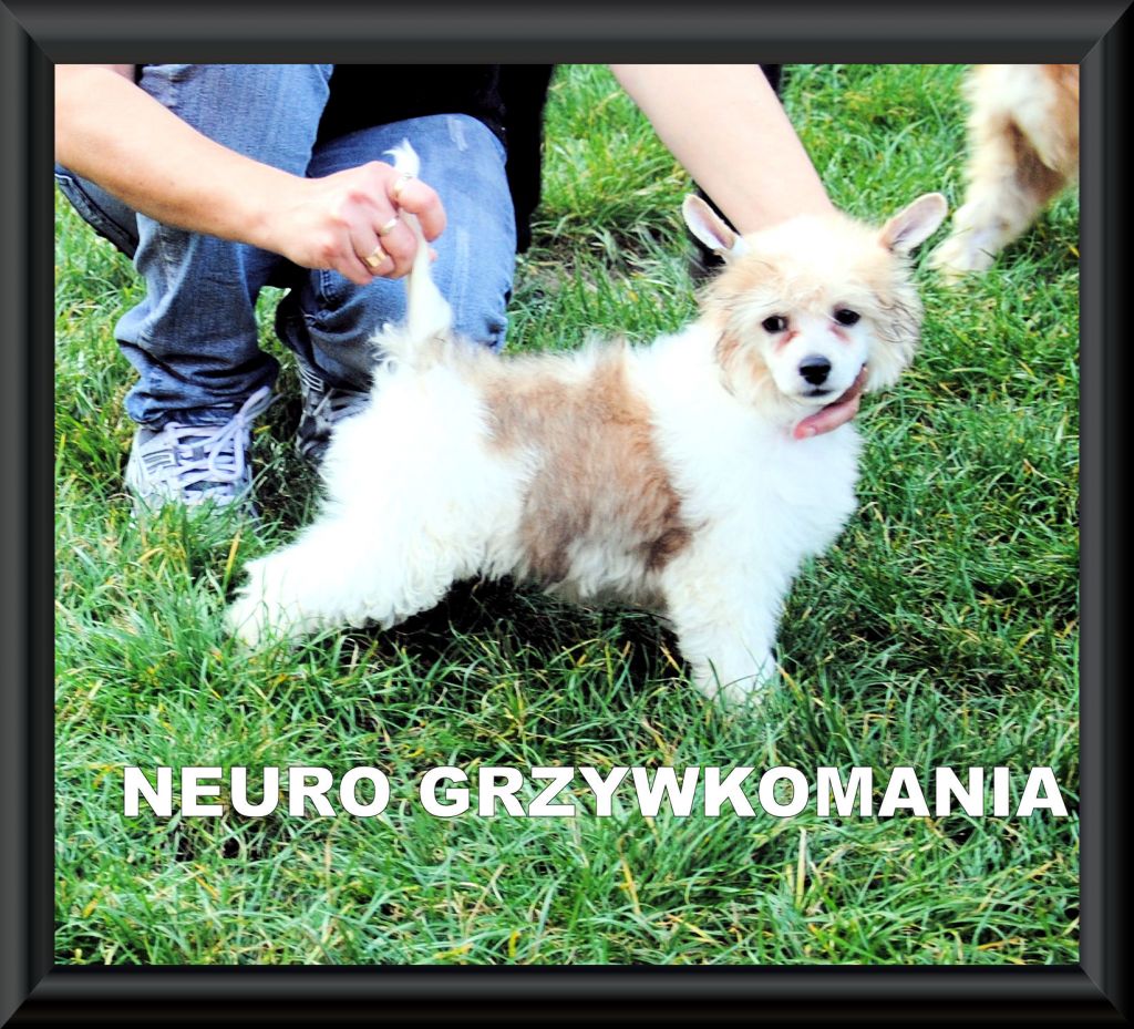 NEURO Grzywkomania