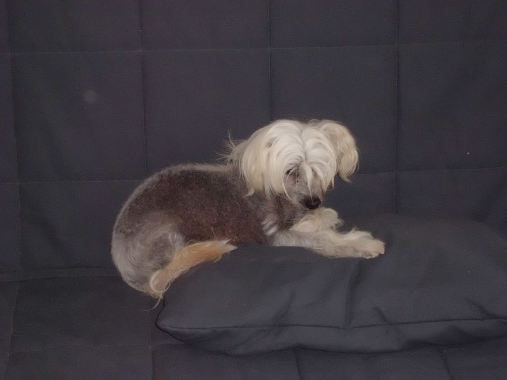 Di Gabriellas Nunzio