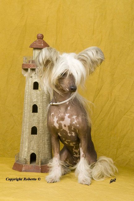 Frendor's Betty Boop