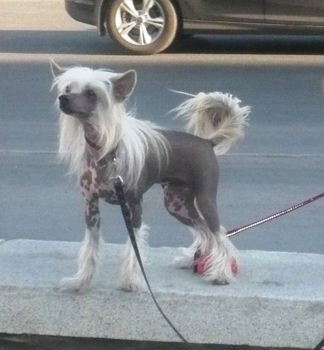 Nyu Art Redkii Shans