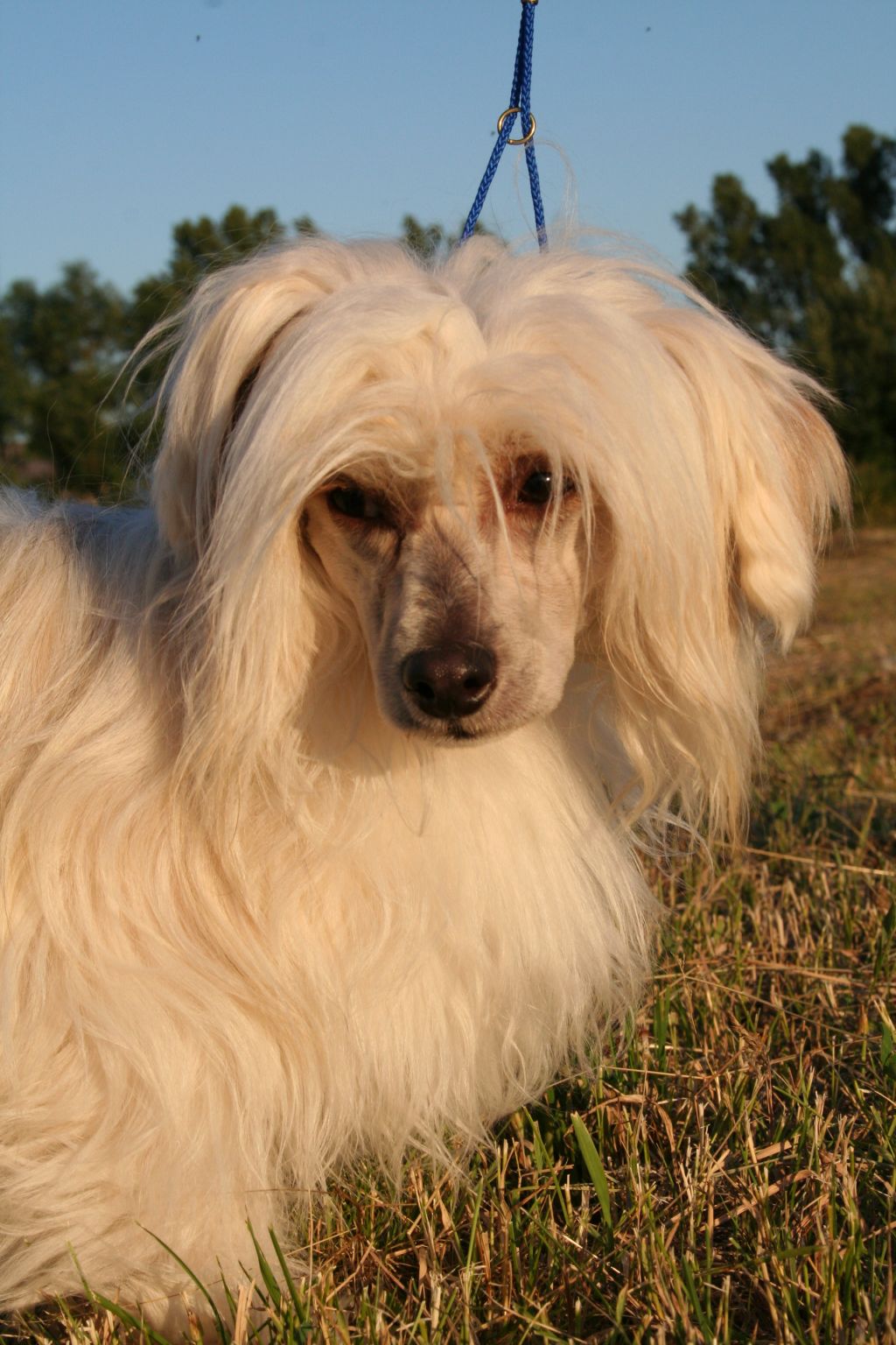 Abraham Lincoln od Diamantove reky