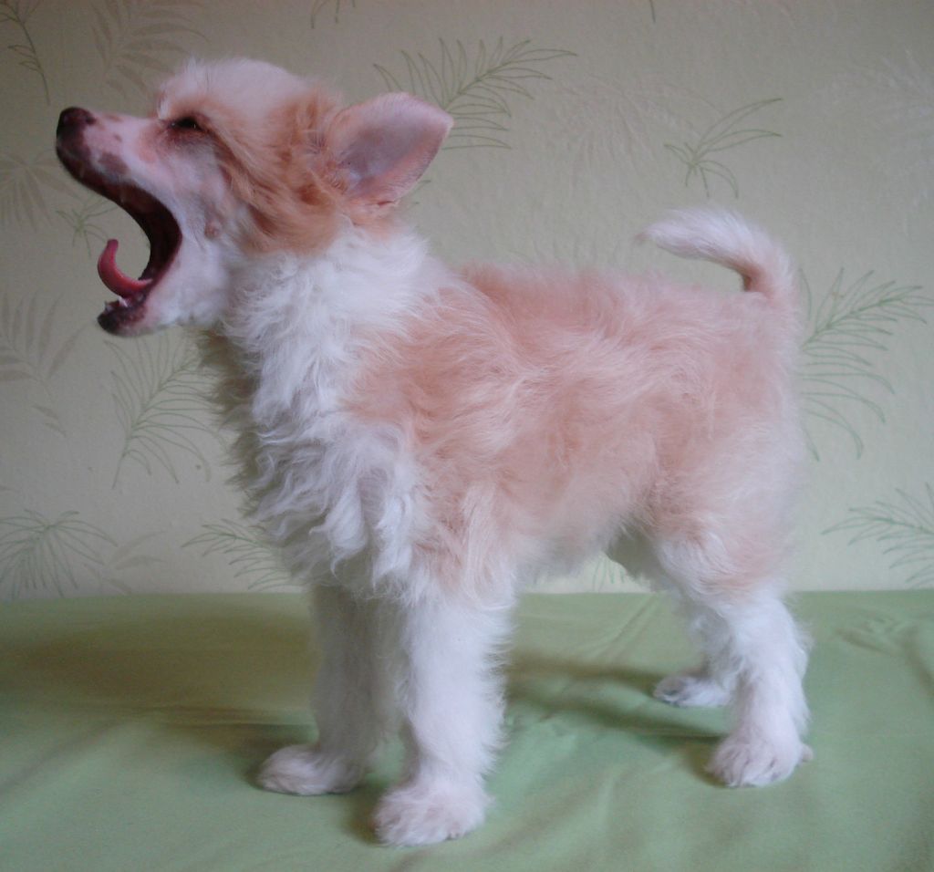 Beautiful Sunshine of Candymoor Castle