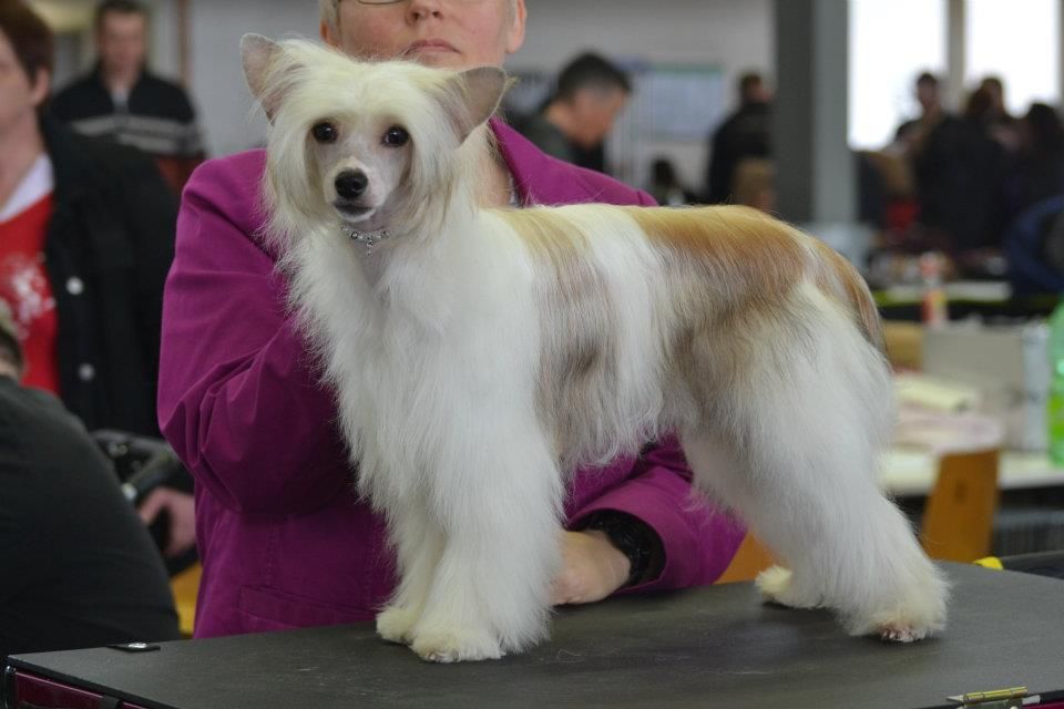 Born to be wild of Candymoor Castle