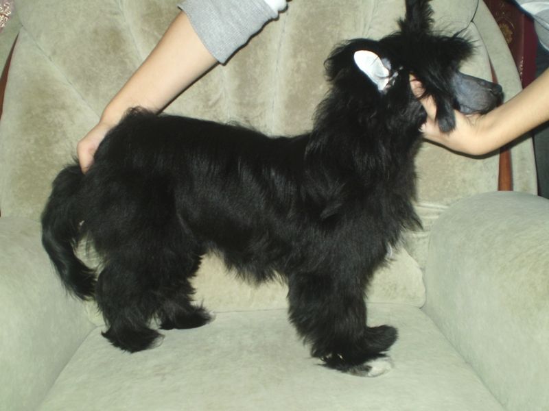 Sherydans The Star of Crinum