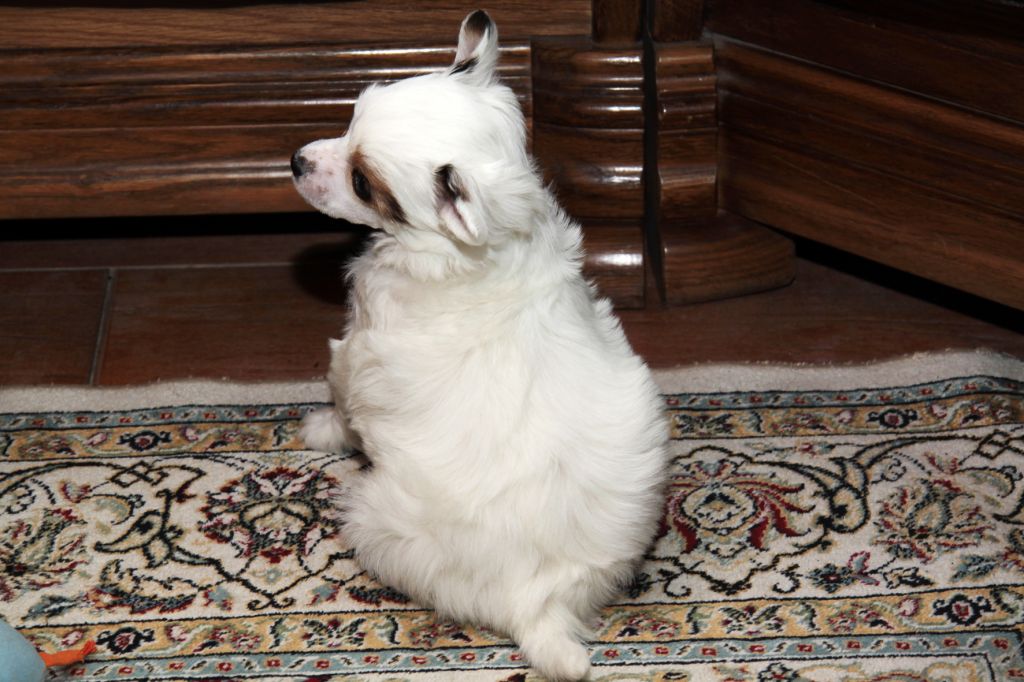 Kamelia Korolevna Kapelka