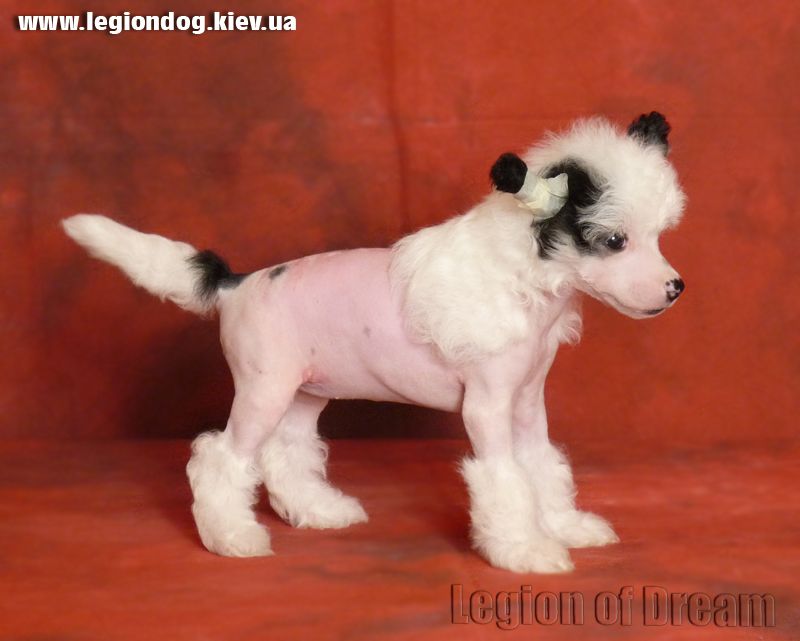 Legion of Dream Gloria Plai