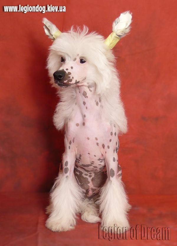 Legion of Dream Gesar Hero