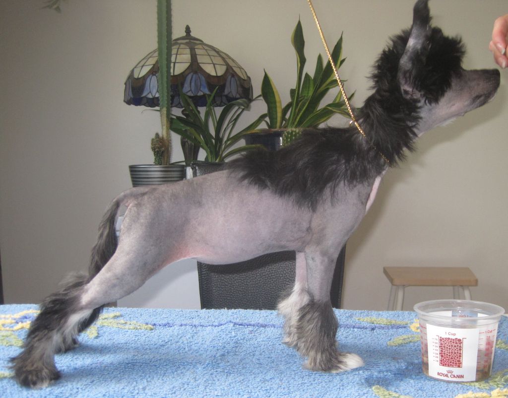 Lady's Trick Mystery Girl