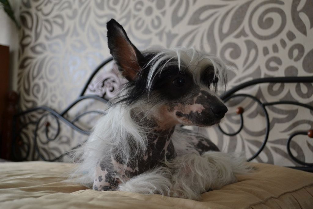 Vikiri Bells United Sexy Girl