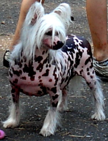 Shah Mehiko Laif Bonna