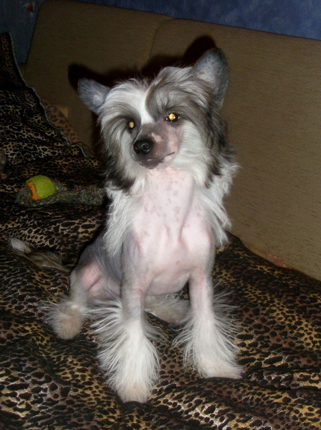 Benedictine Deo Optimo Maximo