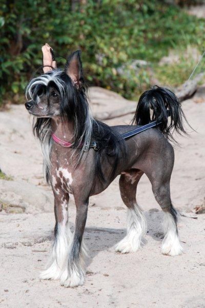 Balboa Santa la Vida