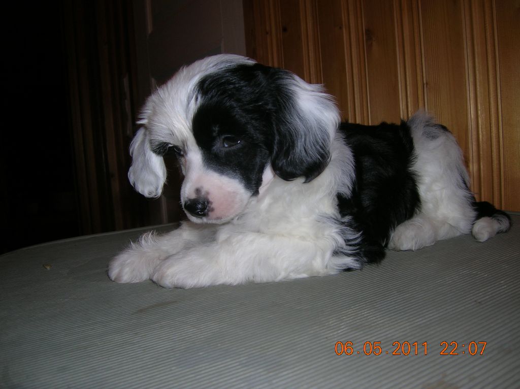 Kaunisvirran Åke Strong Boy