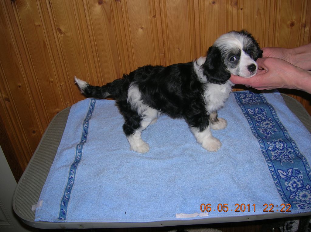 Kaunisvirran Åbjörn Super Man