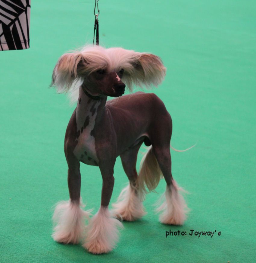 Bryelis Just Like Jezuz