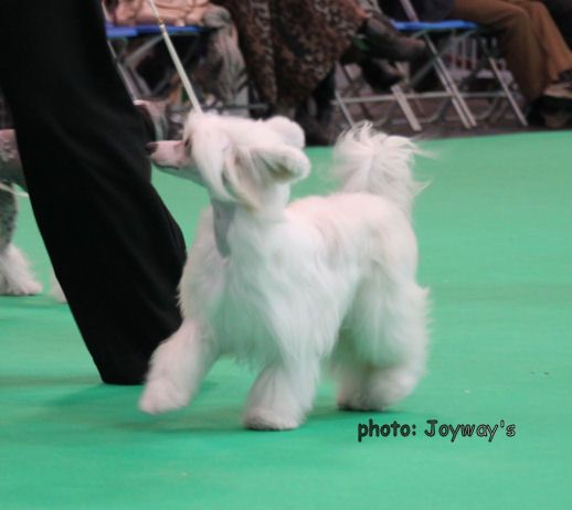 Bryelis Tinsel And Tiaras