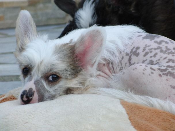 Annuschka Marischnacki