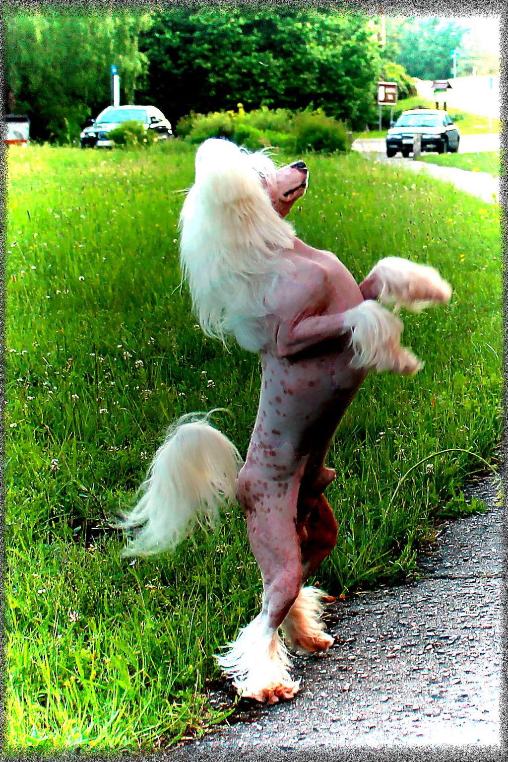 Orero Lovely Chej Torus