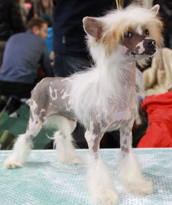 Angel O' Check Sonze Uga.