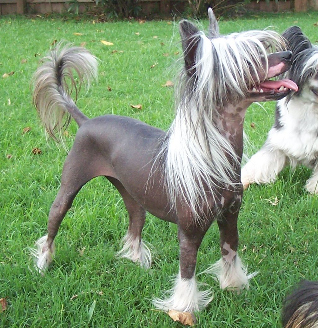 Lotus-N-Altacrest I've Got a Secret