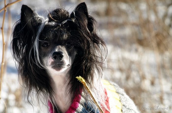 Angel O' Check Rom Bacardi 