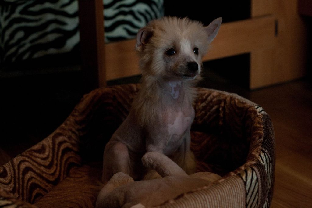 Zholesk Aj kakaya Kroshechka