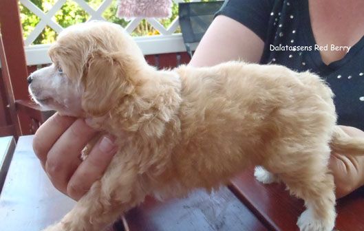 Dalatassens Red Berry