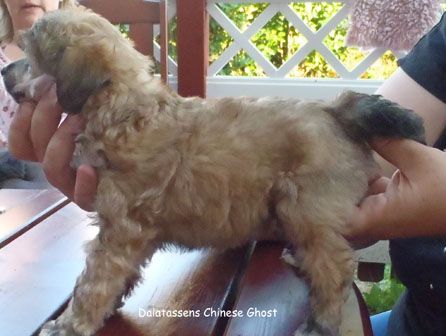 Dalatassens Chinese Ghost