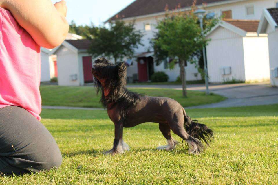 Love over gold's lisa amerika