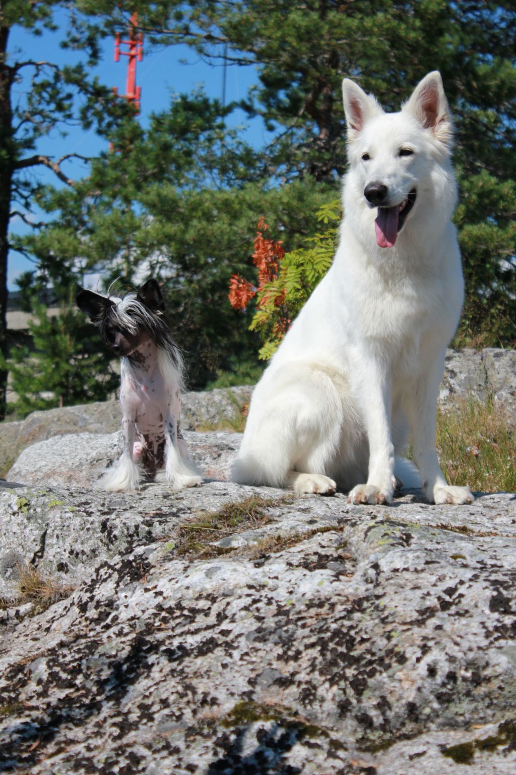 Love Over Gold's Viola Silas