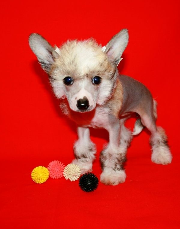 Lovely Olivia Insan Mitau