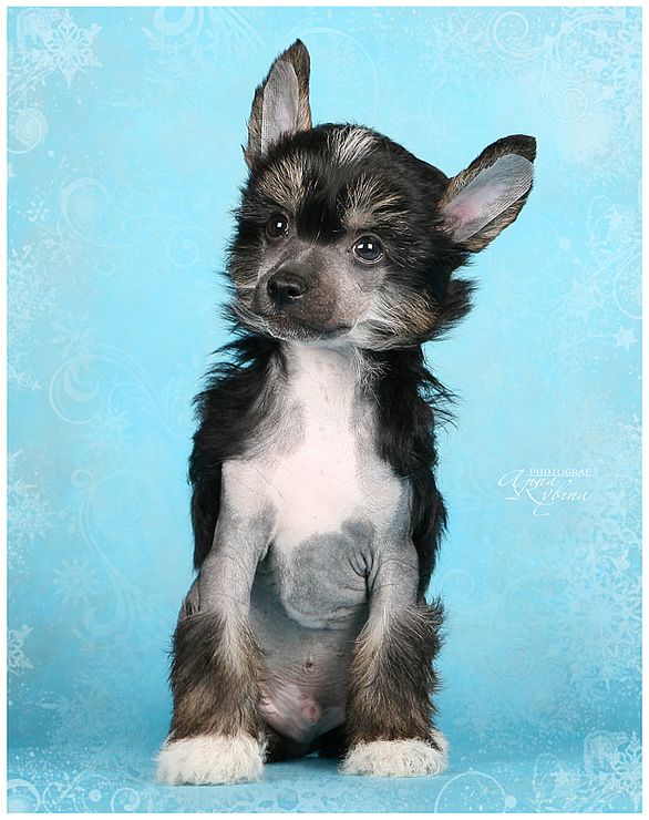 Dogland Happy Dominik