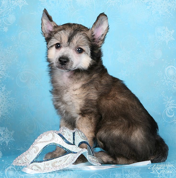 Dogland Happy Darling