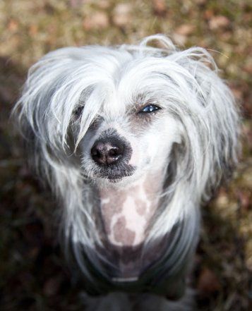 Desireme Who's That Chick?