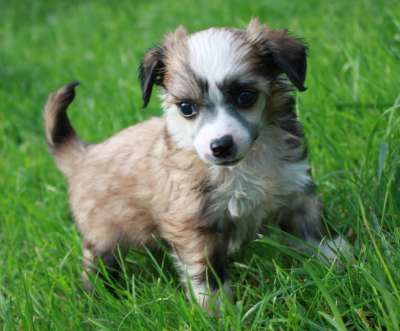 Veselaya Mozaika Vintazh