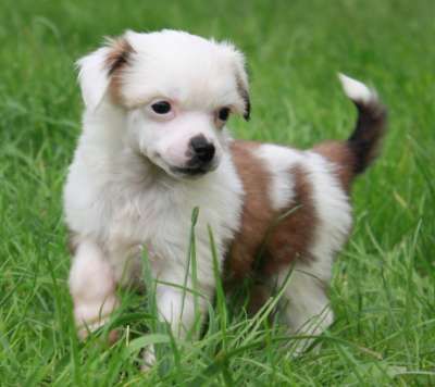 Veselaya Mozaika Vasha Ulyibka