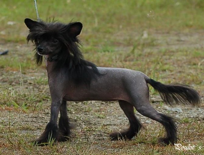 Qu-ya-va's I Did It My Way Whit You