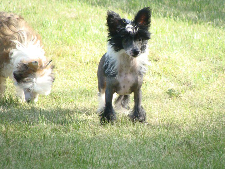 PATTY Sidabrine tuopa