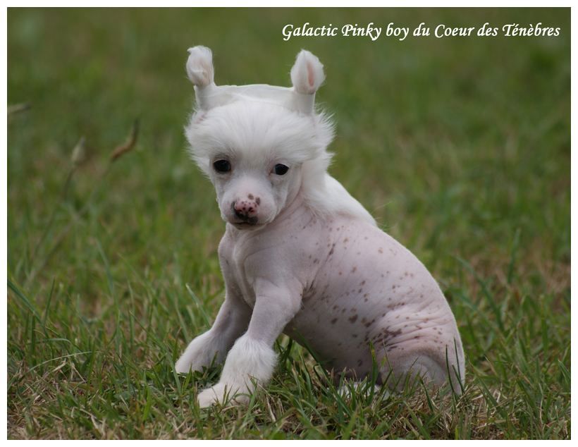 Galactic Pinky Boy du Coeur des Ténèbres