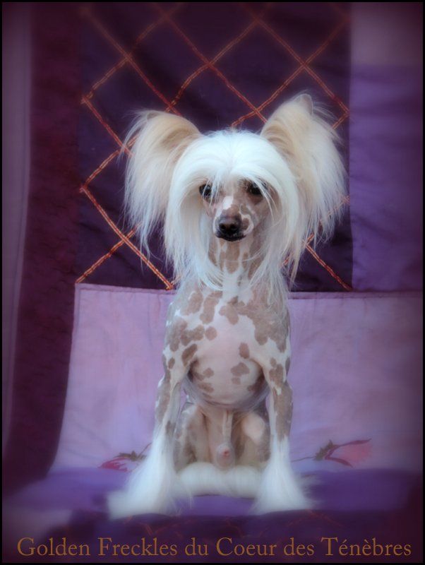 Golden Freckles du Coeur des Ténèbres