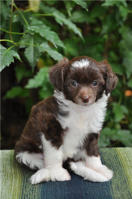 Rus Foreva Amazing Coffee Bean