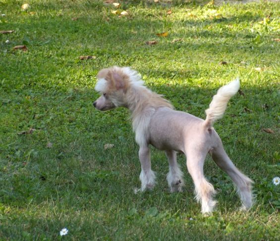 Treasure Guardians Innocence