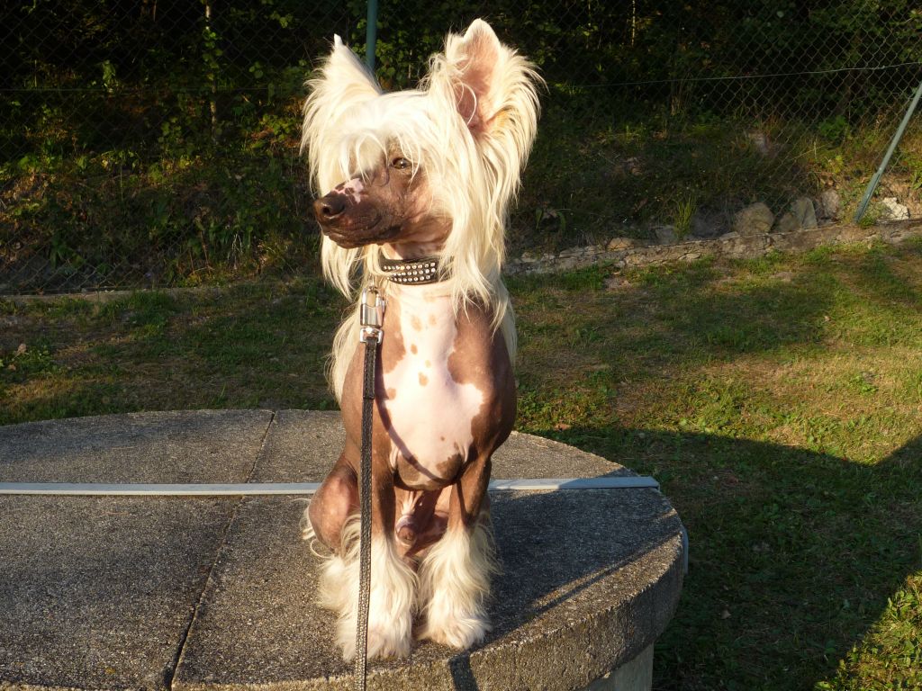 Coldee Palomino z Andelovy dlane