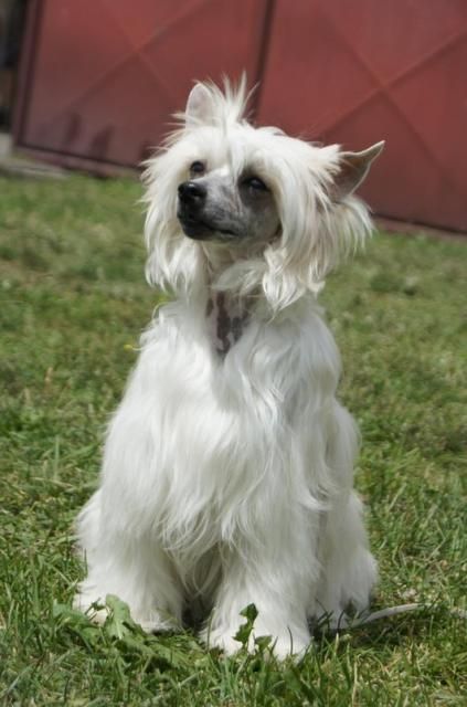 Cashmére Angel z Andelovy dlane