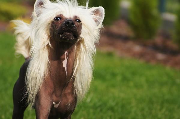 Golden-Haired King  Sealsa