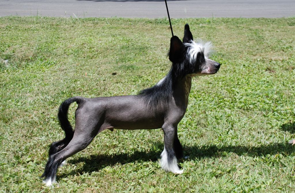 Olivera's The Echt Legacy Of Jack HL