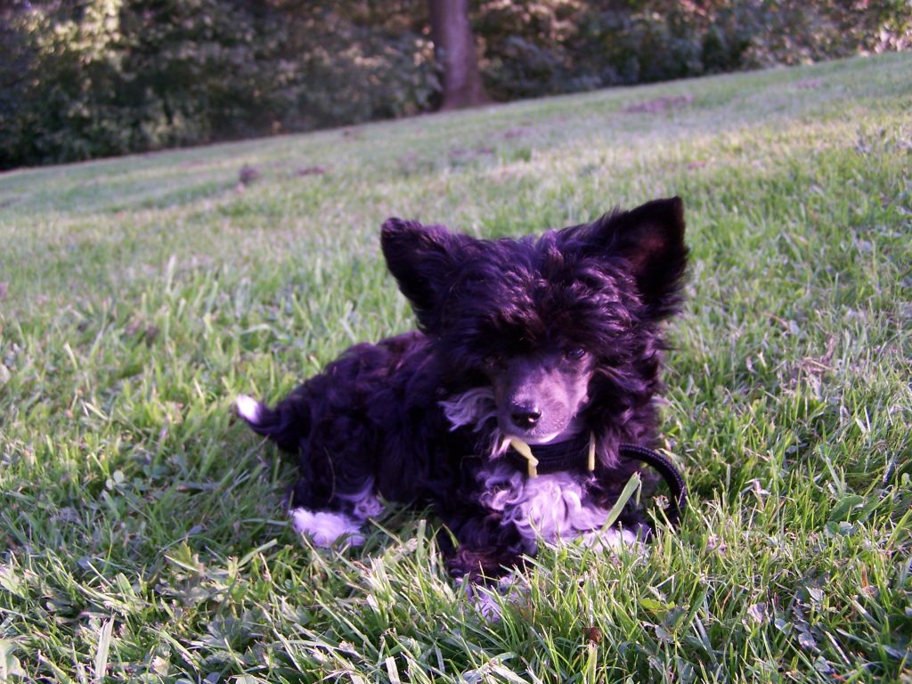 Ama-Tsu-Kami Fiachra