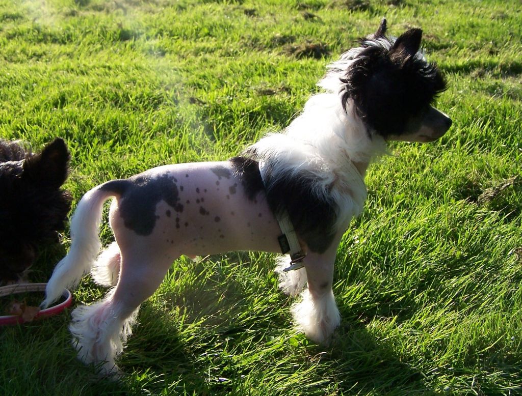 Ama-Tsu-Kami Farryll