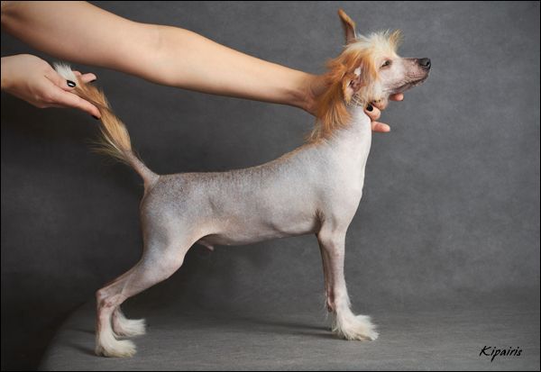 Rus Foreva Almond Pie